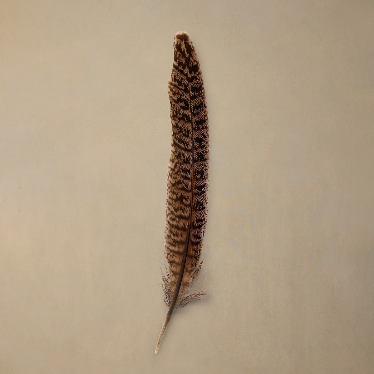 Dappled Quill
