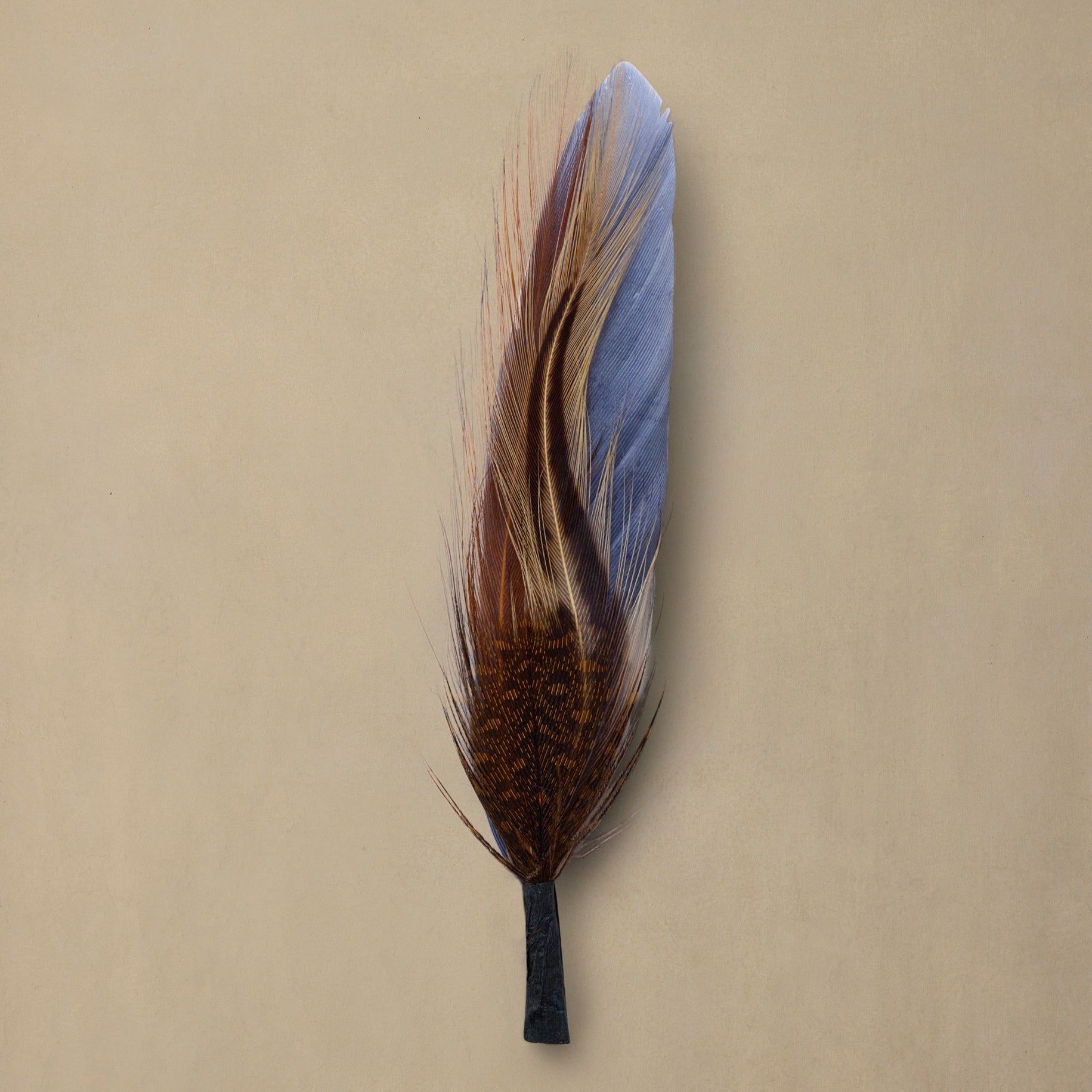 Decorative feather with dark brown base and iridescent blue-purple upper plume on neutral background