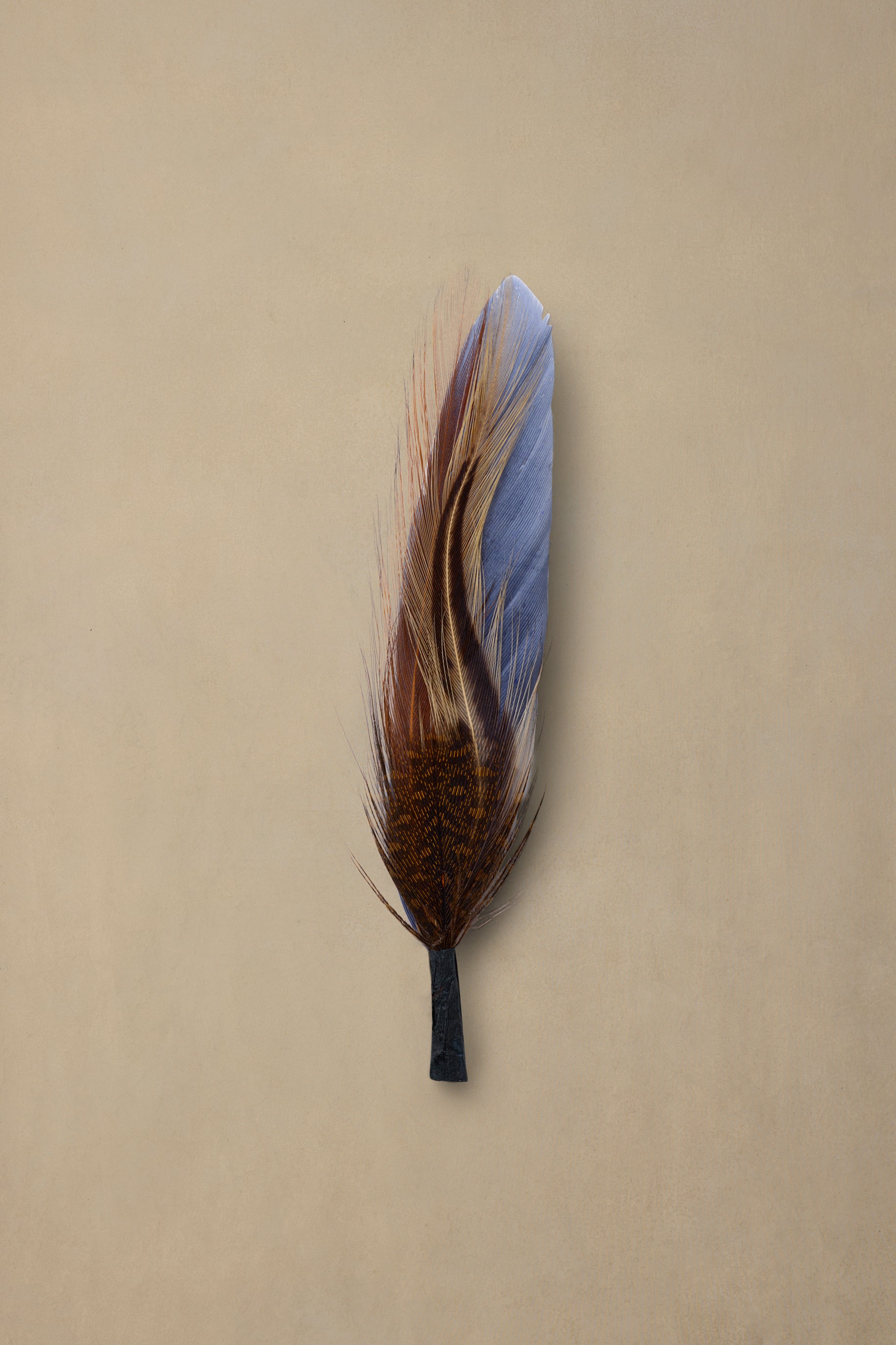 Dark brown feather with blue iridescent tip on cream background, displayed vertically with black stem