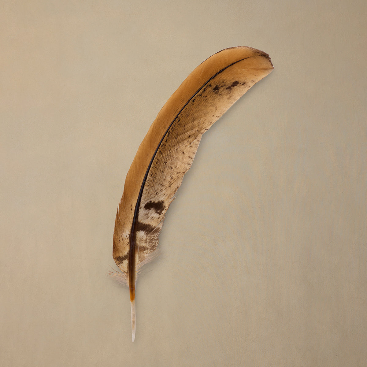 Brindle Quill