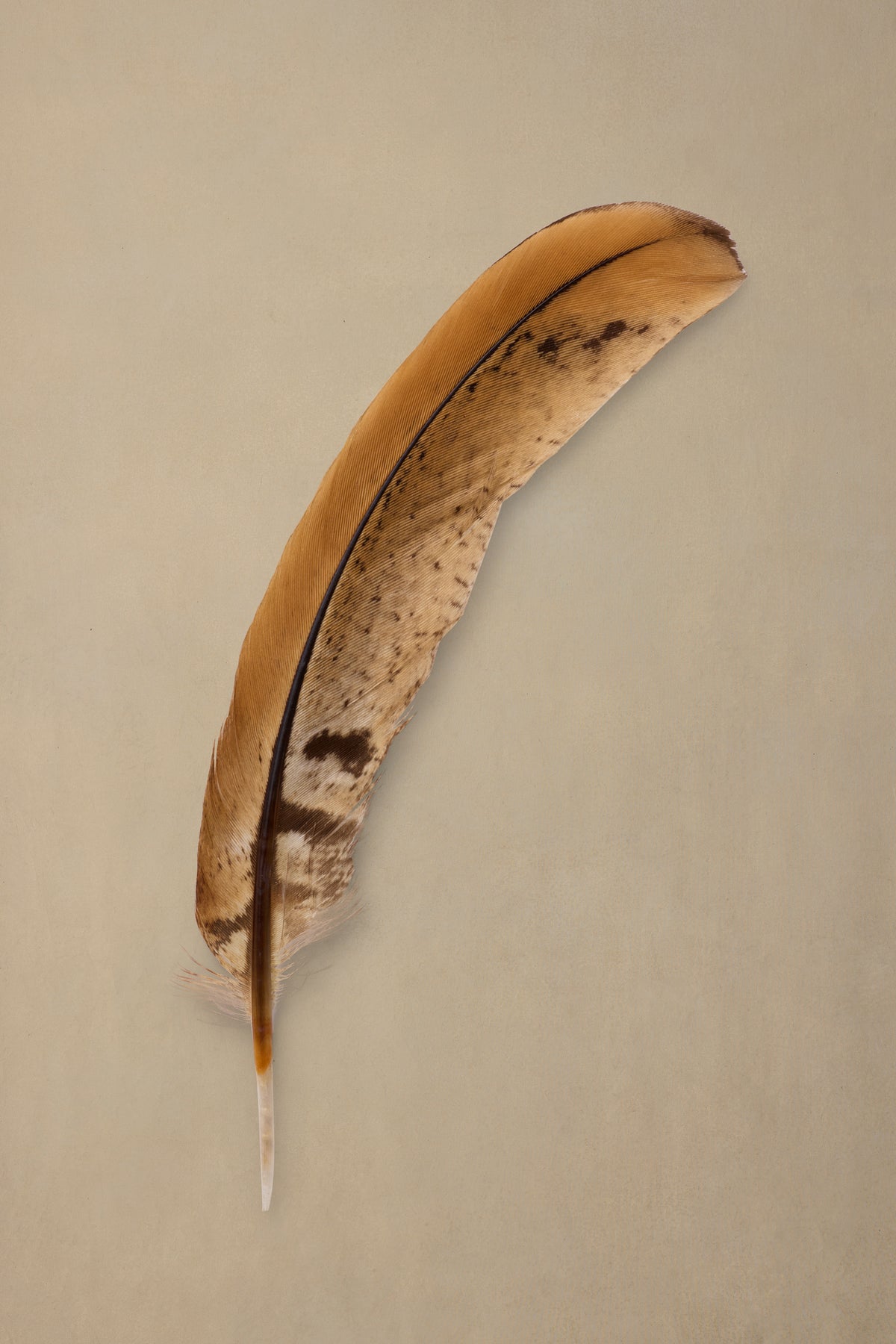 Brindle Quill