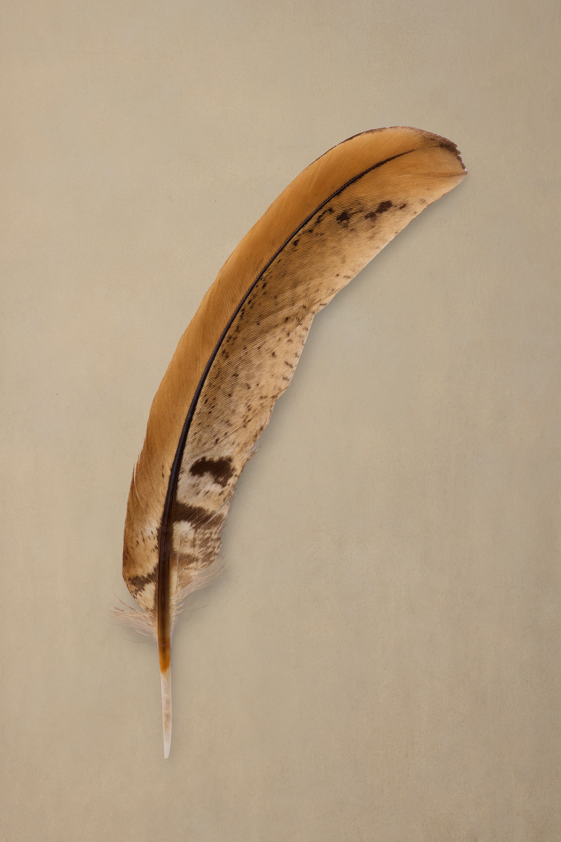 Brindle Quill