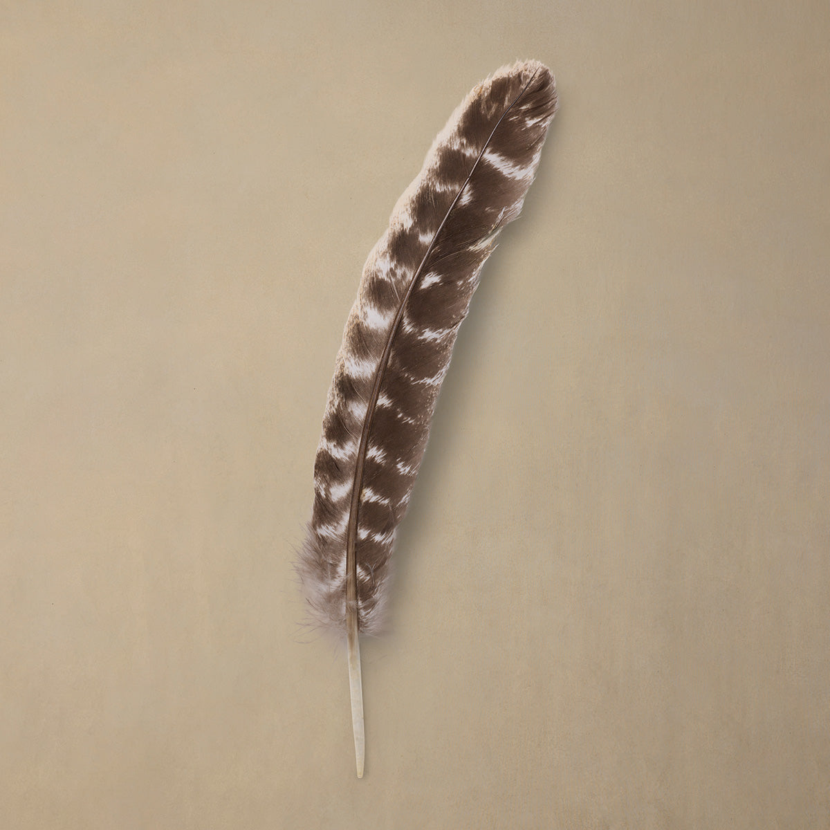 Speckled Quill