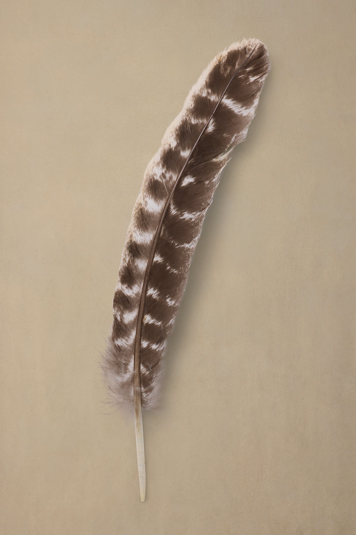 Speckled Quill