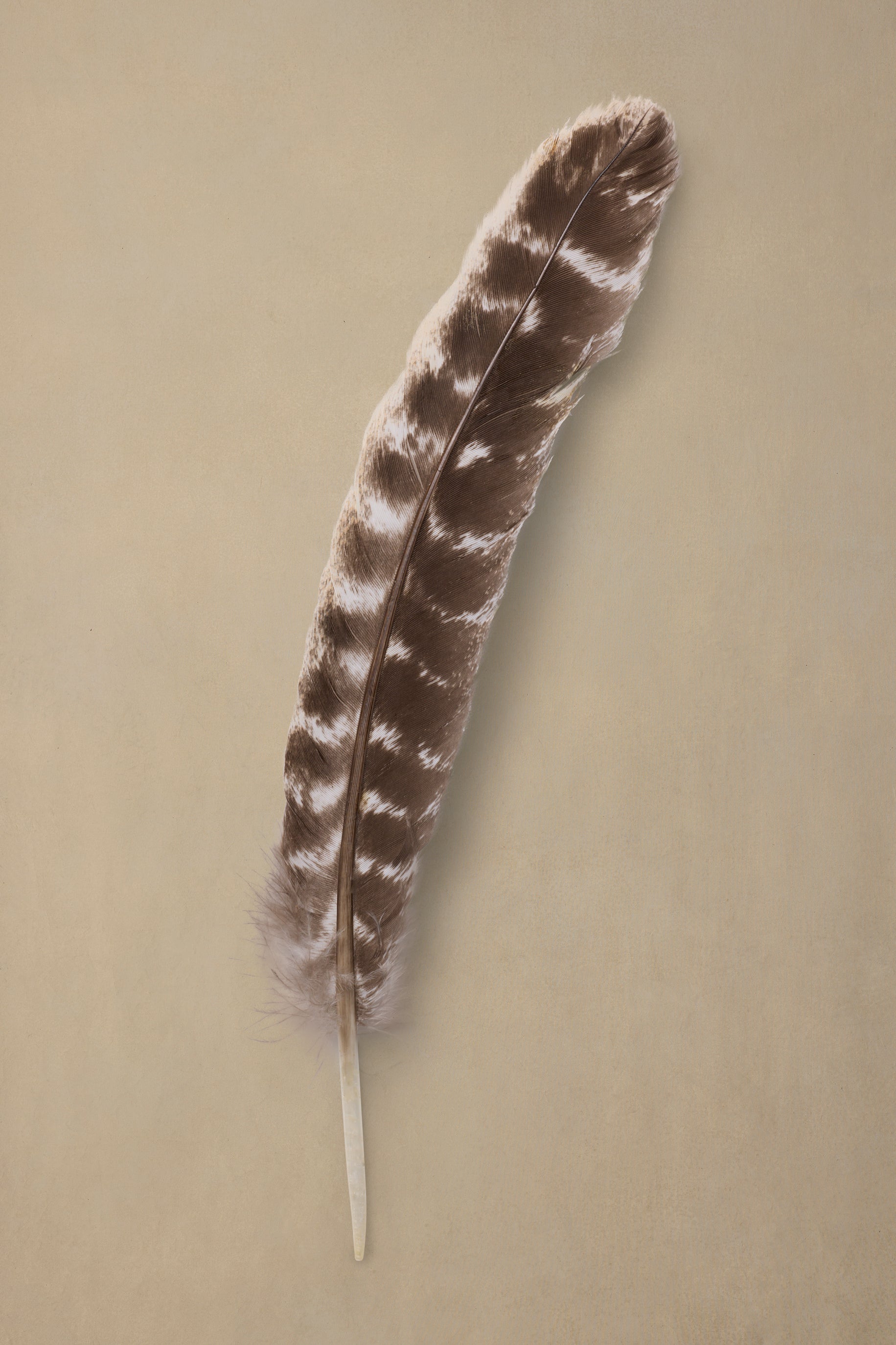 Speckled Quill