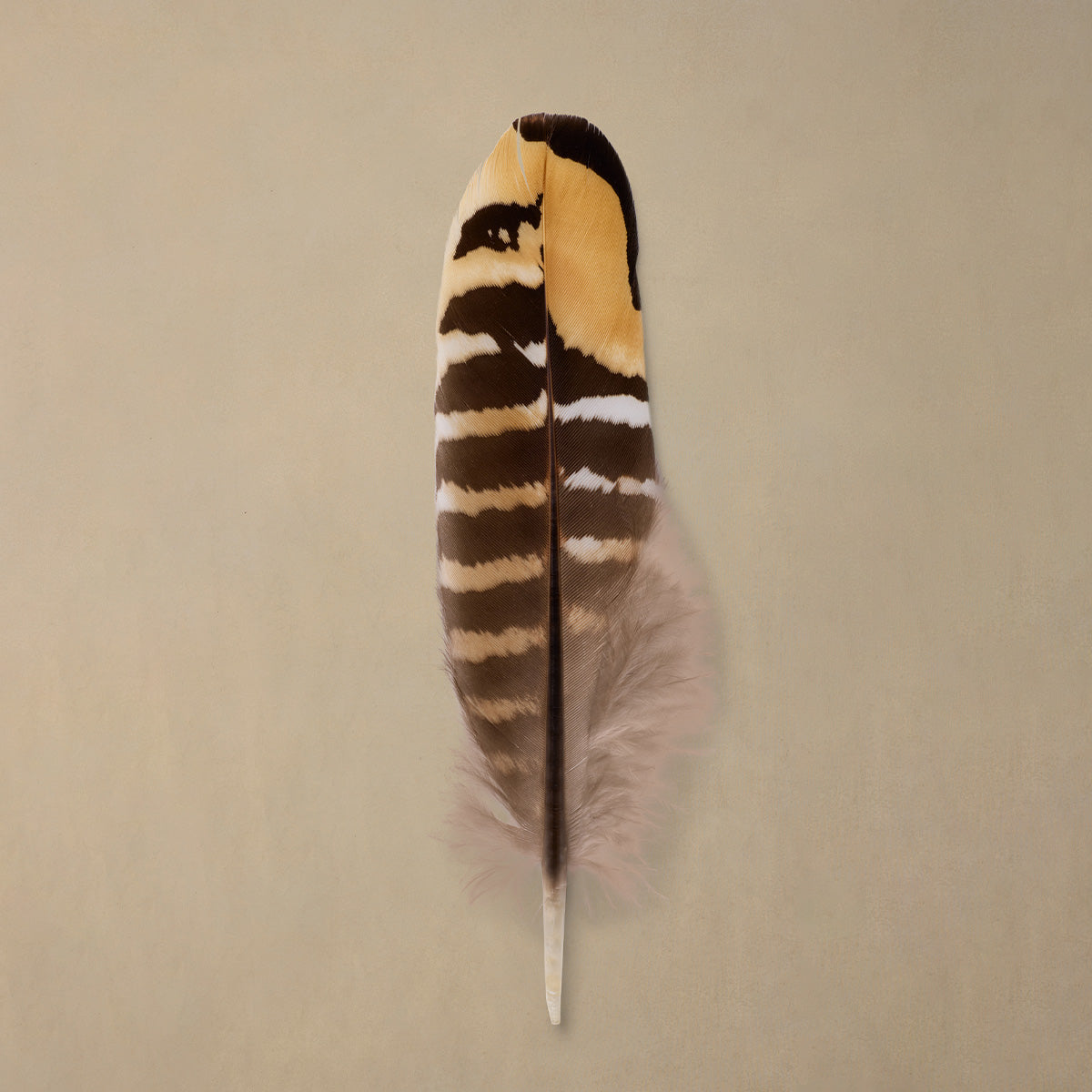 Goldback Quill