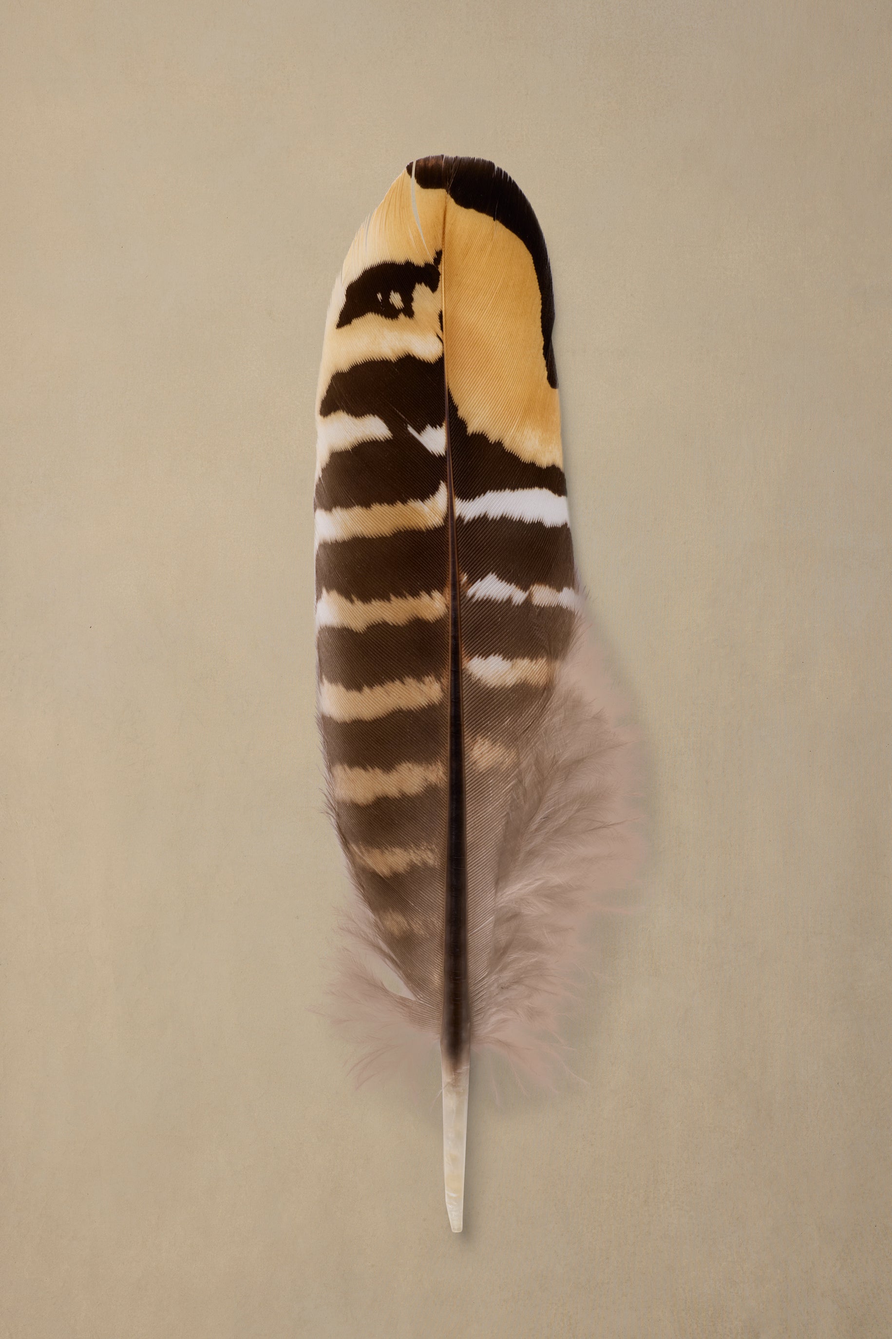 Goldback Quill
