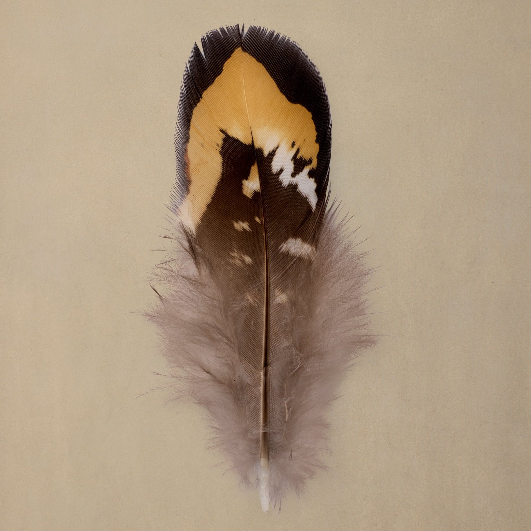 Little Goldback Quill