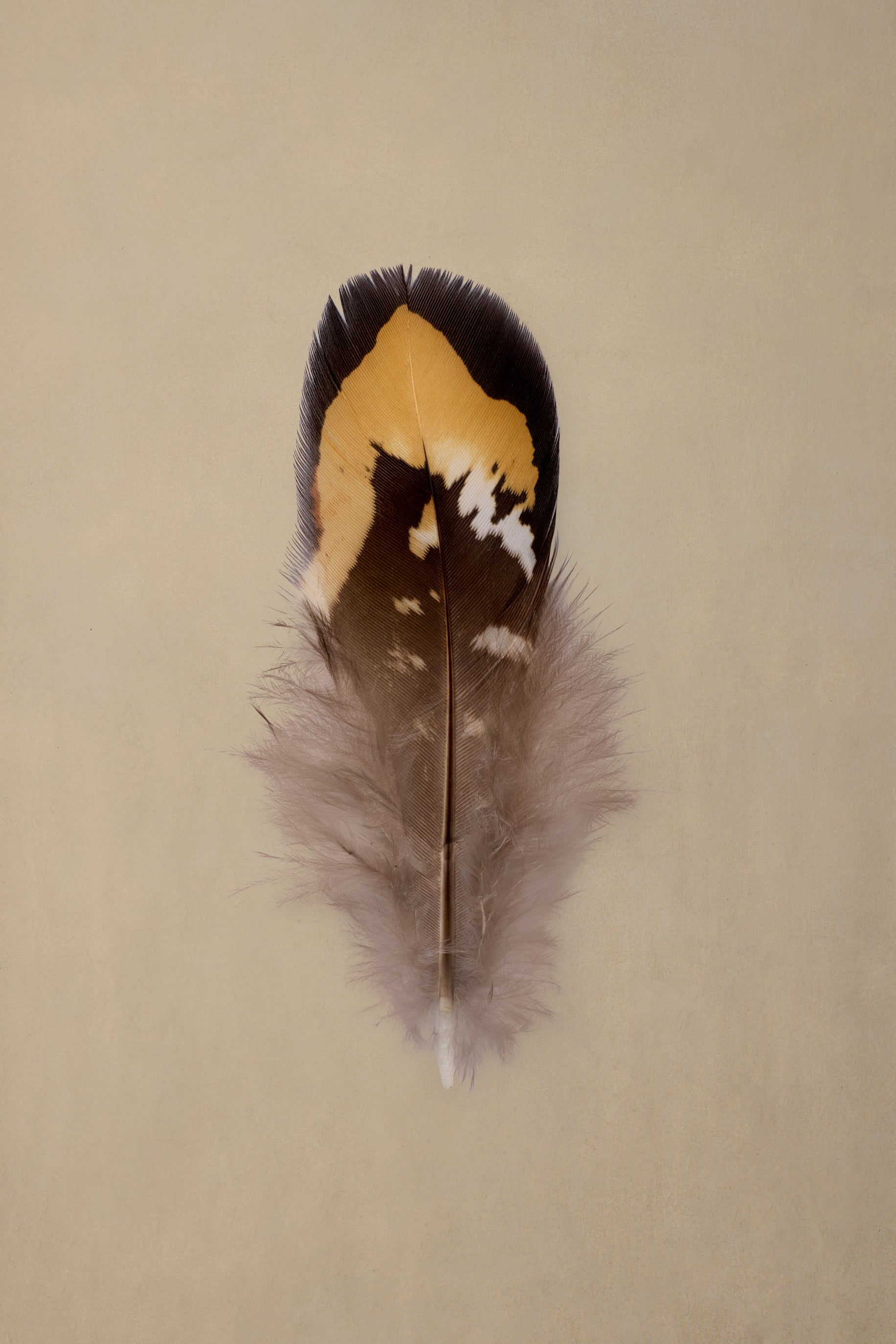 Little Goldback Quill