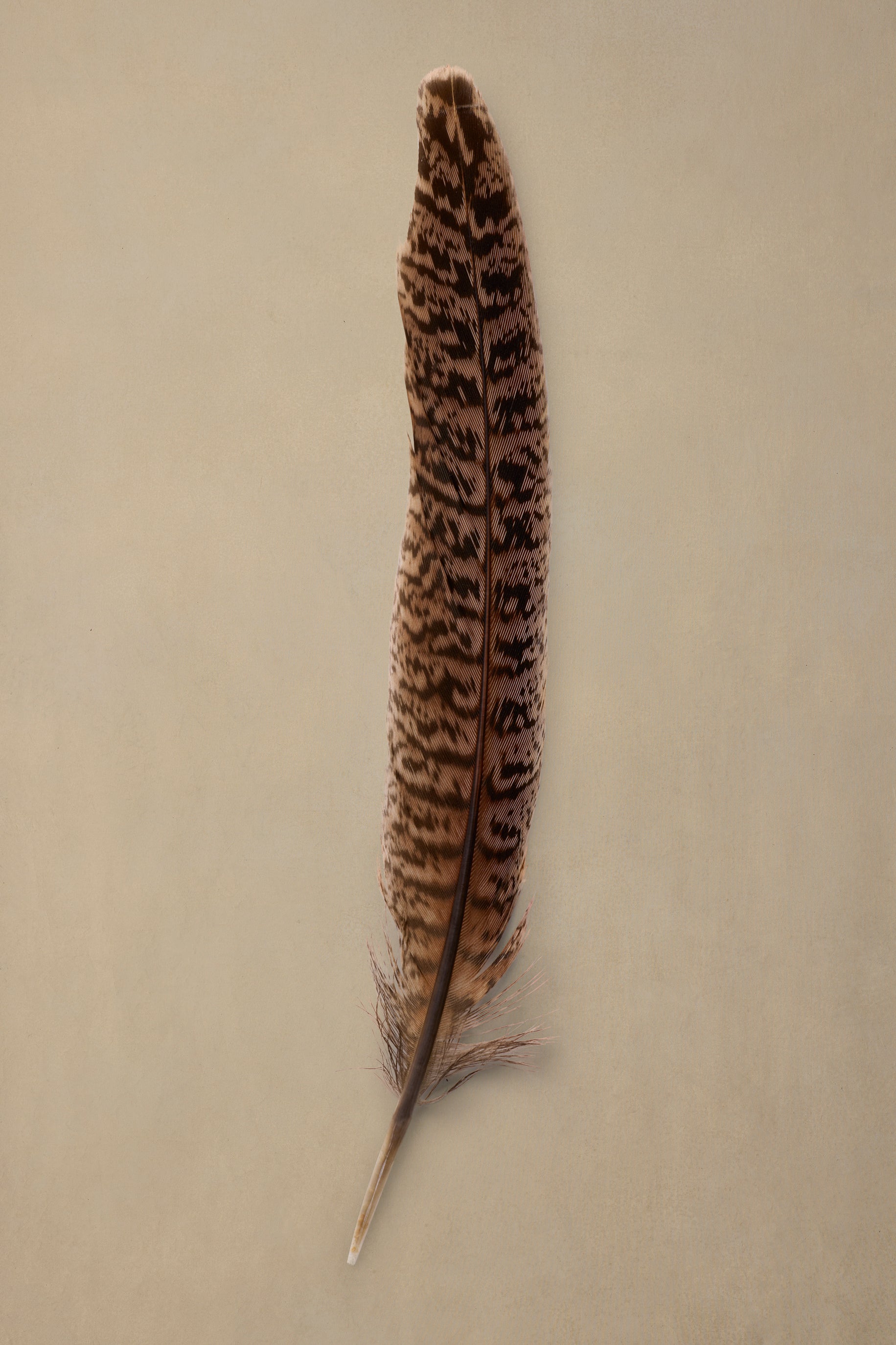 Dappled Quill