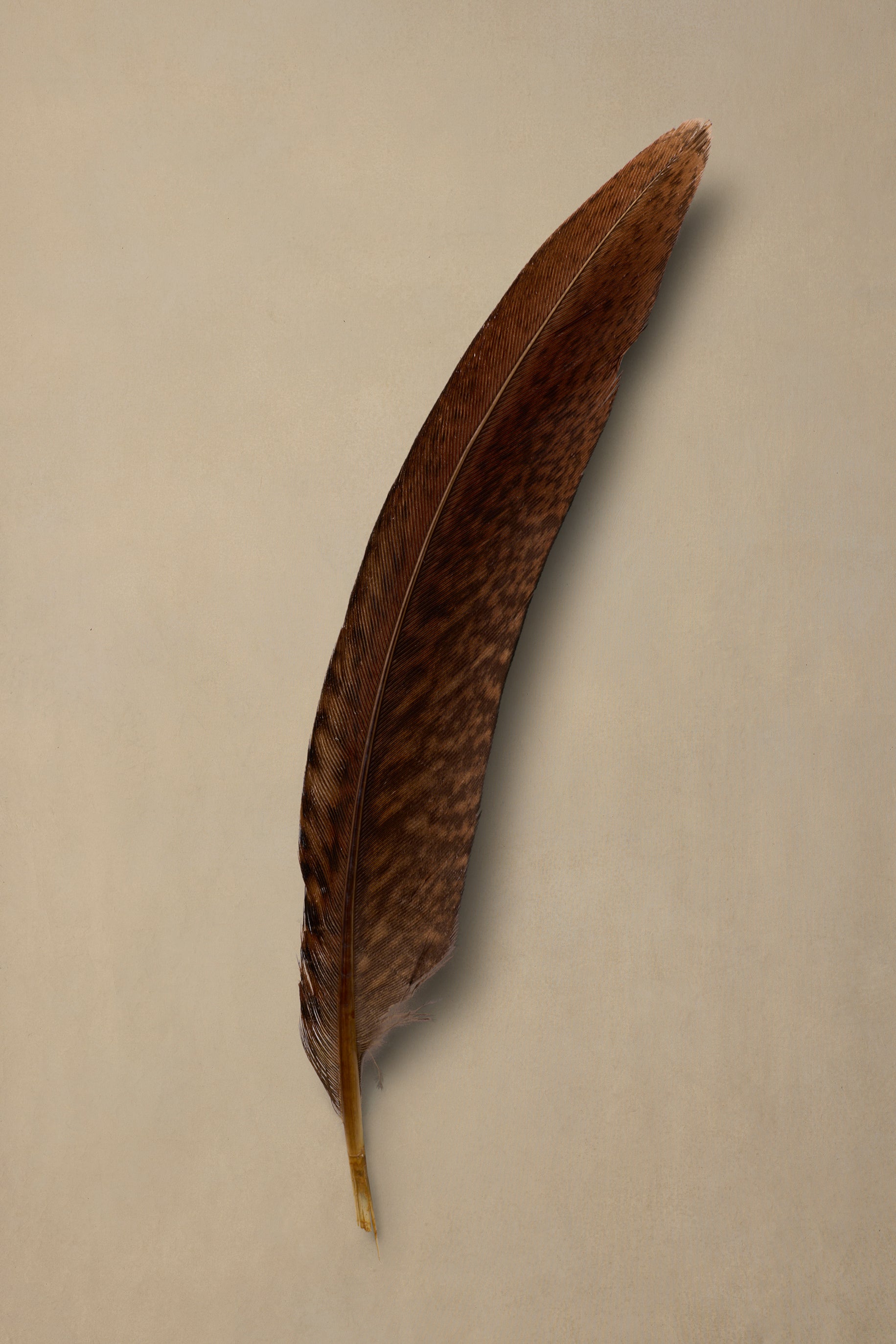 Fineline Quill