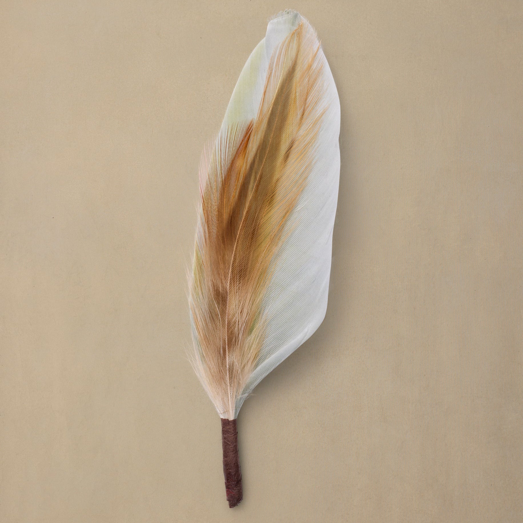 Chevron Plume