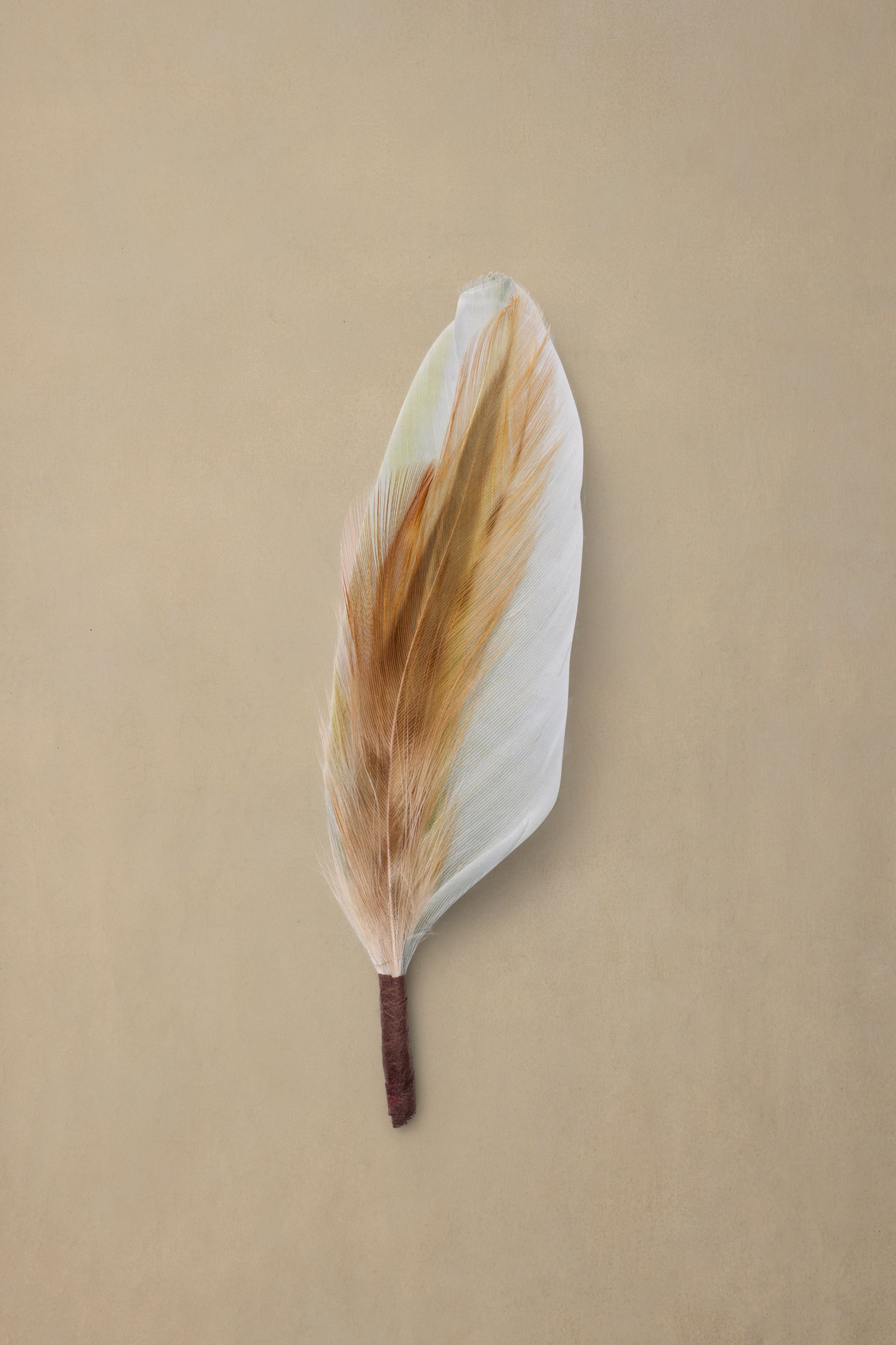 Chevron Plume